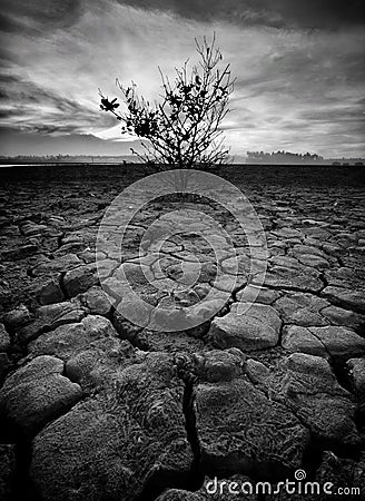 Black and white image of the lonely desolated trees,Â  with moody stormy sky in the background. Stock Photo